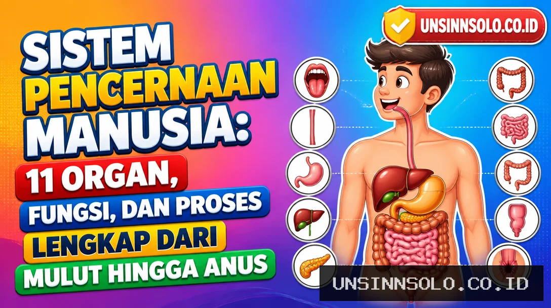 Sistem Pencernaan Manusia: 11 Organ, Fungsi, dan Proses Lengkap dari Mulut hingga Anus